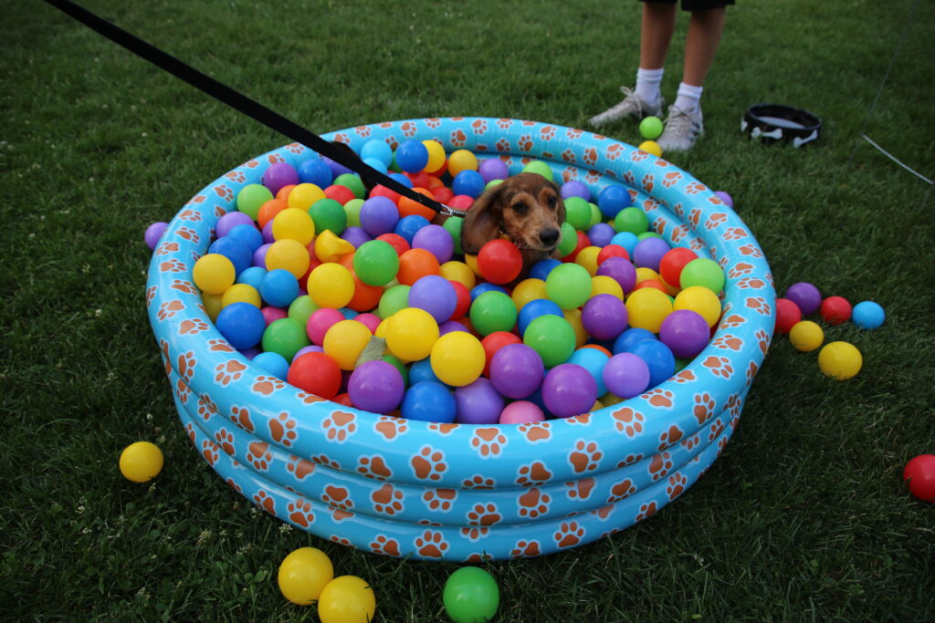 dog in ball pit