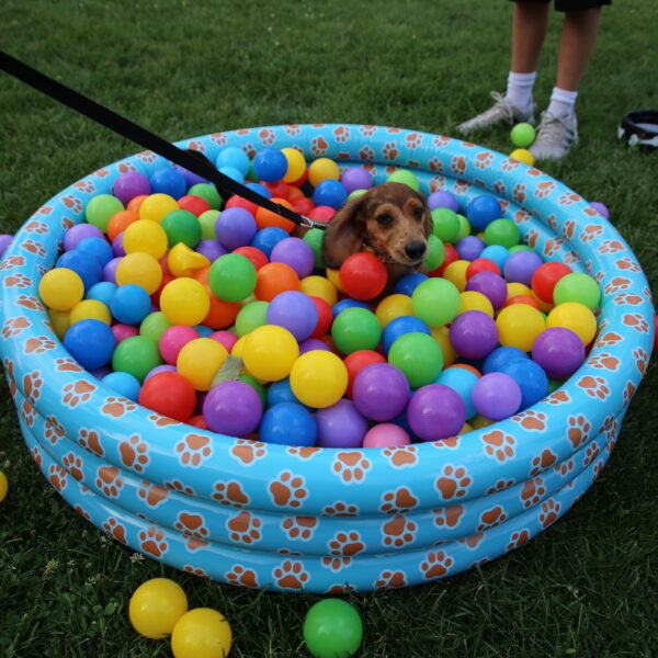 dog in ball pit
